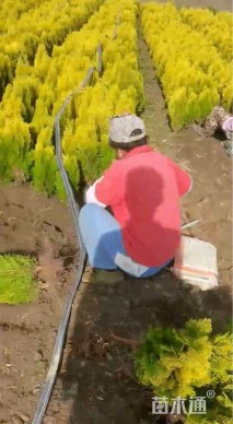 冠幅60厘米洒金柏球