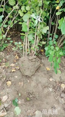 高度80厘米丛生紫荆