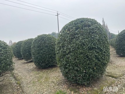 18公分蓝花楹