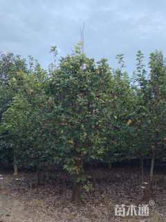 10公分紫玉兰