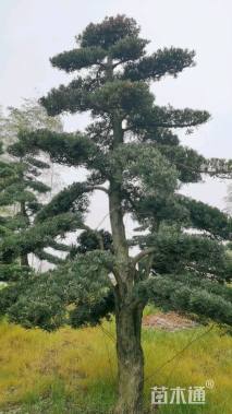 12公分罗汉松