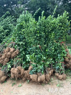高度100厘米北海道黄杨