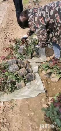 高度30厘米月季小苗