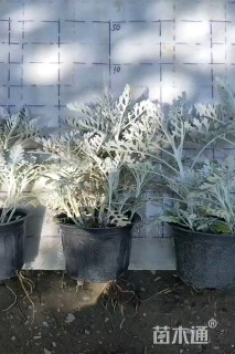 高度10厘米银叶菊