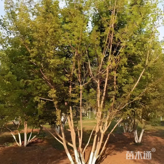 高度500厘米丛生五角枫