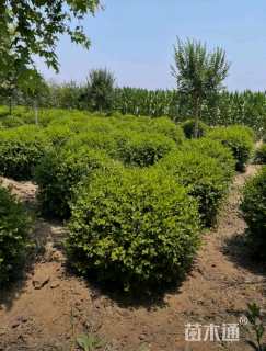 冠幅80厘米瓜子黄杨球