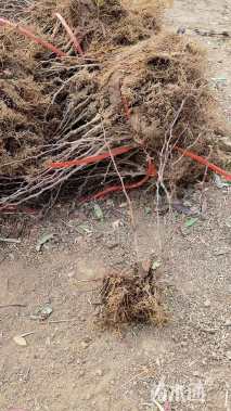 高度40厘米红叶小檗