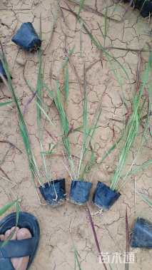 高度10厘米日本血草