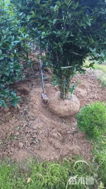 高度300厘米丛生桂花