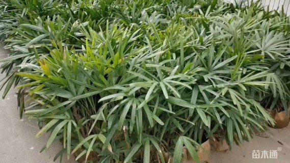 裸干高180厘米大叶棕竹