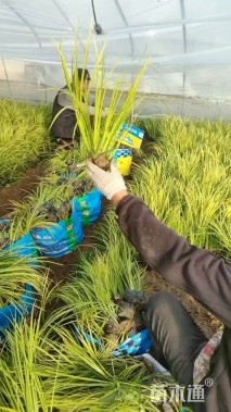 高度30厘米金叶石菖蒲