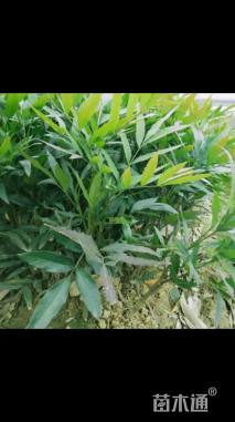 高度40厘米十大功劳