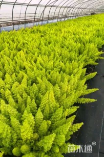 高度15厘米狐尾天门冬