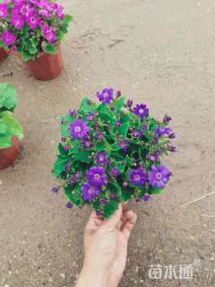 高度20厘米瓜叶菊