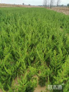 高度55厘米龙柏小苗