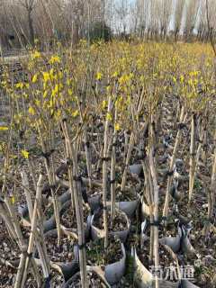 高度120厘米金钟花