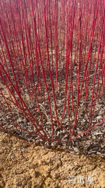 高度70厘米红瑞木