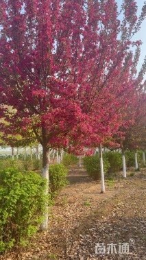 10公分绚丽海棠