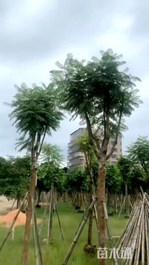 10公分蓝花楹