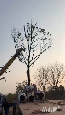 15公分香樟