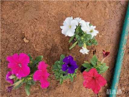 高度13厘米矮牵牛