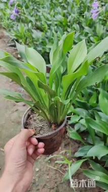 高度45厘米紫花玉簪