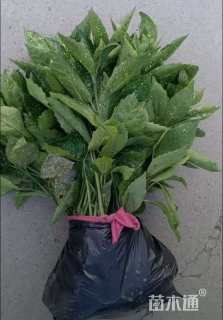 高度30厘米洒金桃叶珊瑚