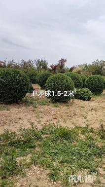 冠幅120厘米卫矛球