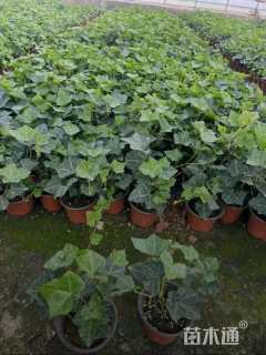 35厘米常春藤