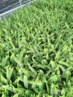 高度25厘米肾蕨