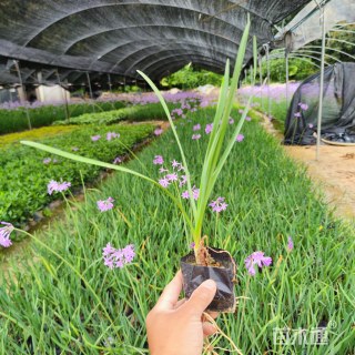 高度20厘米紫娇花