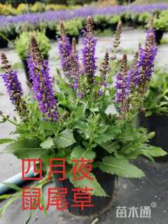 高度20厘米鼠尾草