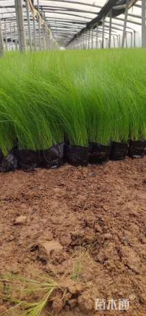 高度25厘米细叶针芒