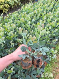 高度20厘米银叶金合欢