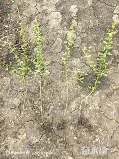 高度50厘米火棘