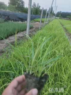 高度20厘米麦冬