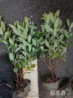 高度50厘米金丝桃