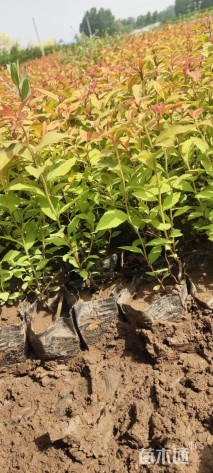 高度20厘米金焰绣线菊