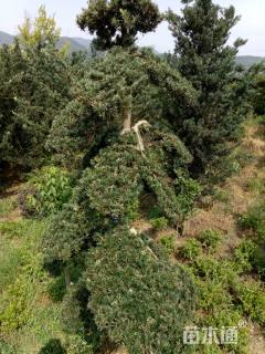 20公分造型罗汉松