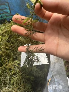 高度20厘米金鱼藻