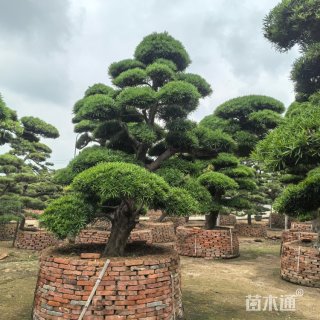 22公分日本罗汉松