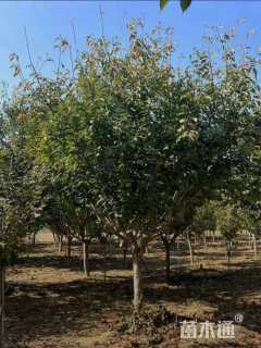 13公分染井吉野樱