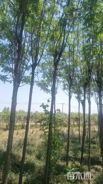 5公分香花槐