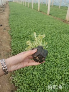 高度30厘米美丽月见草