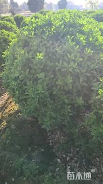 高度50厘米大叶黄杨