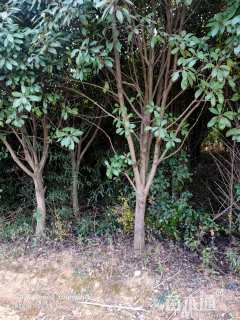 13公分红叶石楠