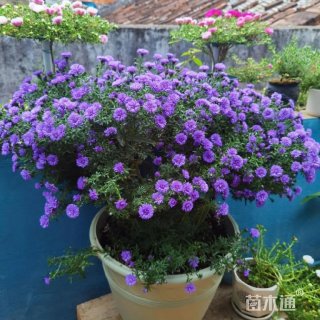 高度20厘米紫菀