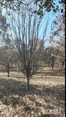 10公分西府海棠