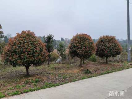 10公分红叶石楠