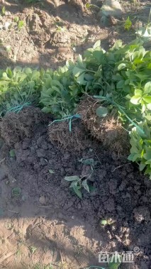 高度20厘米富贵草